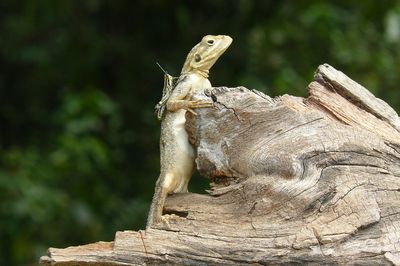 Akční letenky Liberia - Vyhledávač