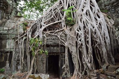 Akční letenky Siem Reap - Vyhledávač