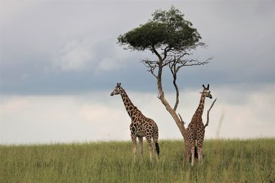 Akční letenky Uganda - Vyhledávač