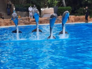 Delfíni v Zoo na Kanárech